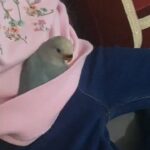 Baby lovebird
