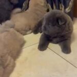 Stunning Chow Chow Puppies