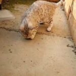Stunning Silver Snow male Bengal