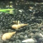 assassin snails tropical fish