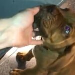 9w/o male American Masti-Bull puppy