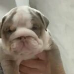 English bulldog pups