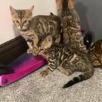 High Quality Bengal Boys