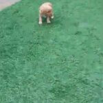 1 boy 1 girl pups cockapoo