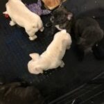 French Bulldog puppies