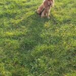 Adorable golden cocker spaniel