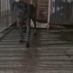 female cane corso for sale