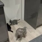 Luna and her kittens