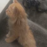 Handsome little ginger ragdoll kitten