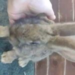 Giant Rabbits