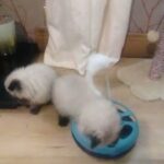 GCCF REGISTERED PERSIAN KITTENS