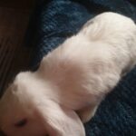 Pure mini lop