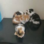 2 beautiful kittens for sale,  2 girls, ginger and black and yellow. , 8 weeks old, eating and litter trained, no fleas or worms.