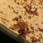 super red brislenose plecostumus