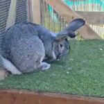 Giant Continental Rabbit