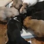 puppies for sale!
