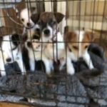 jack russle terriers