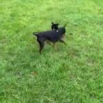 miniature pinscher