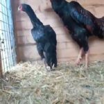 aseel chickens