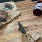 Home Raised Sphynx Kittens for sale