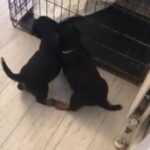 Rottweiler pups