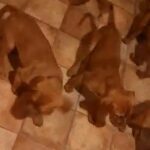 dogue de bordeaux