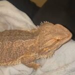 Bearded Dragon For Sale Female