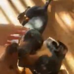 dachshund for sale