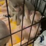 5 beautiful Chihuahua