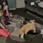 miniature poodle girl
