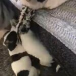 TRI COLOUR JRT PUPPY