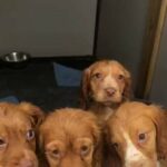 fox red puppies  ready to leave