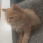 Handsome Little Ginger ragdoll, Male Kitten