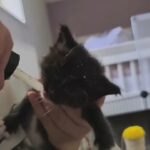 Fife Registered Maine Coon Kittens