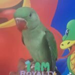 BEAUTIFUL HAND REARED BABY ALEXANDERINE PARROT
