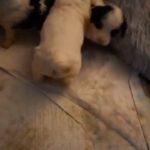 bichon x springet spaniels