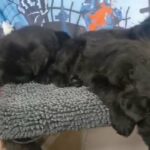 Black Russian Terrier Pups