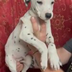 dalmatian puppy’s