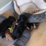 Yorkshire Terriers puppies