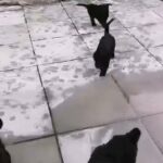 Black Russian Terrier Pups