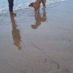 rhodesian ridgeback puppys