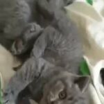 British Shorthair kittens