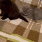 Scottish fold kittens