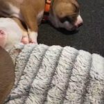 American bulldog cross puppies
