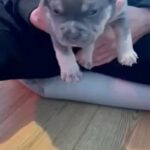 pocket bullies