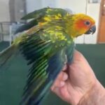 hand reared baby Conure
