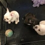 French Bulldog puppies