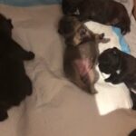 French Bulldog puppies