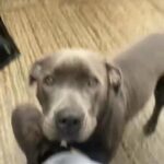 xl bully