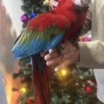 Silly tame handreared Baby green wing macaw